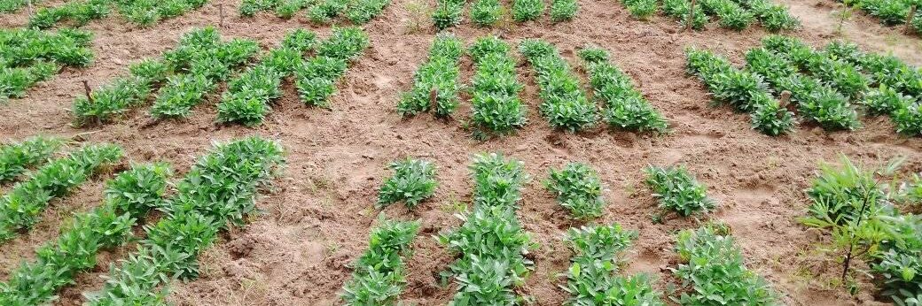 241686864_1465254057173891_1395347654512851912_n