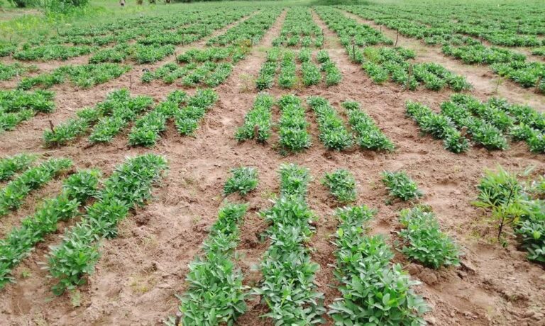 241686864_1465254057173891_1395347654512851912_n