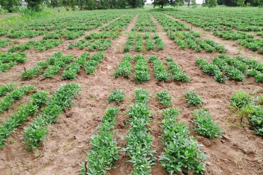 241686864_1465254057173891_1395347654512851912_n