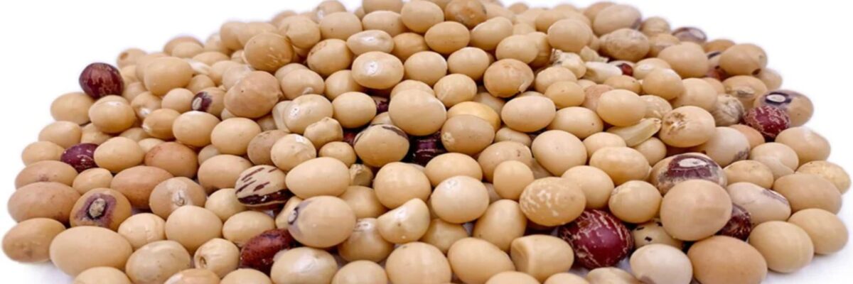 Bambara nut-1691515228