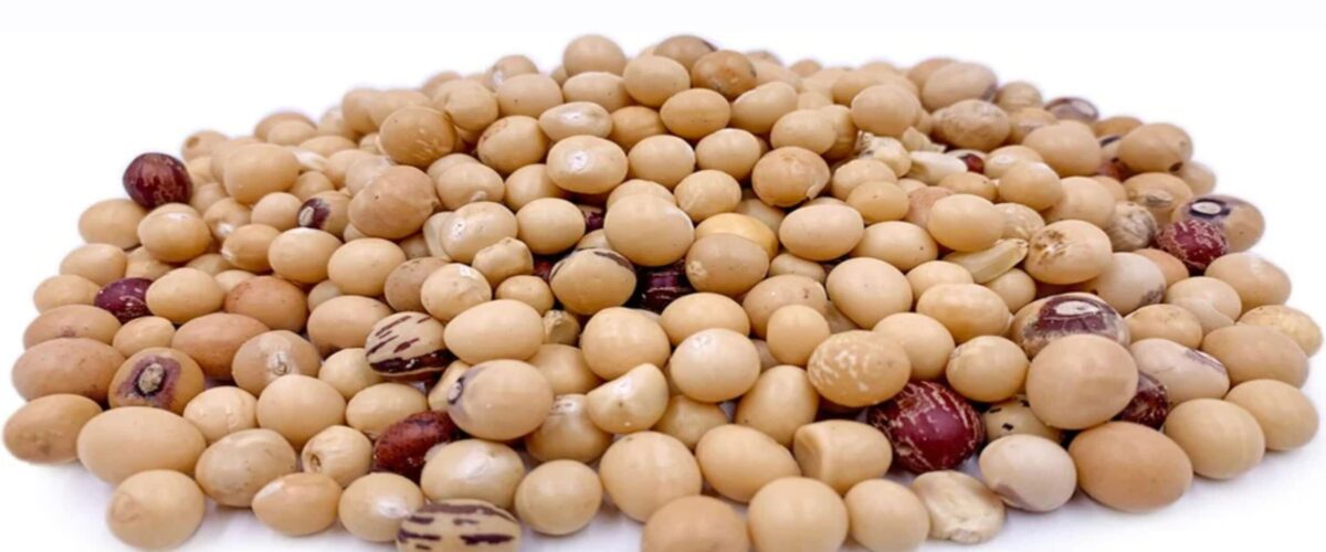 Bambara nut-1691515228