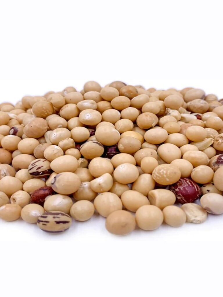 Bambara nut-1691515228