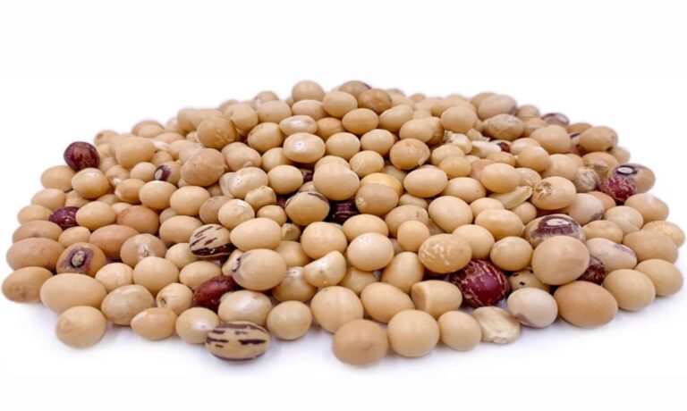 Bambara nut-1691515228