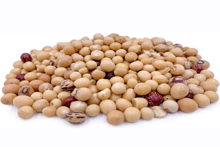 Bambara nut-1691515228