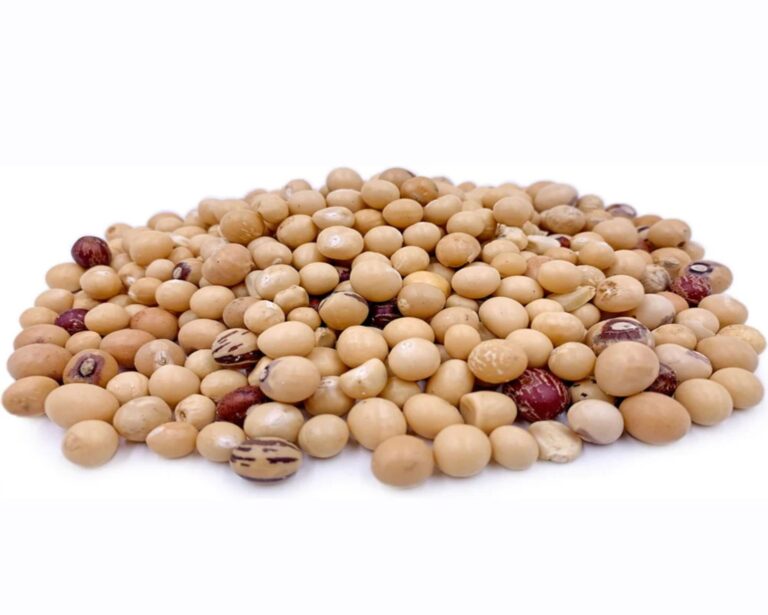 Bambara nut-1691515228