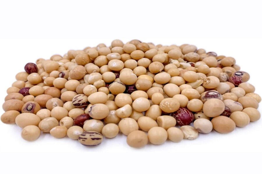 Bambara nut-1691515228